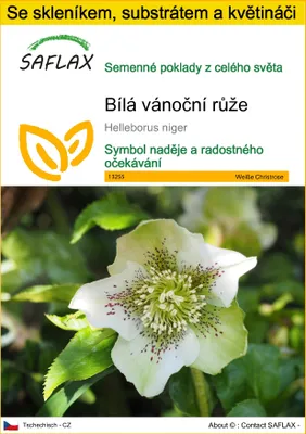 Obrázek produktu pro SAFLAX Kultivační sada - Bílá vánoční růže - Helleborus niger - 6 Semena - S mini skleníkem, pěstebním substrátem a 2 květináči