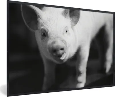 Produktbild von MuchoWow® MuchoWow® Gerahmtes Poster Nahaufnahme eines Schweins - schwarz und weiß 60x40 cm - Poster mit zchwarzem Bilderrahmen - Printing - Wanddeko Schlafzimmer