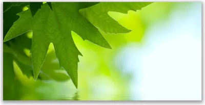 Produktbild von Acrylglasbilder 120x60 Wandbild Druck Blätter Natur