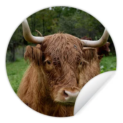 Produktbild von MuchoWow® Runde Wandtattoo - Wandsticker Tapete Aufkleber Schottische Highlander - Tiere - Gras Ø 50 cm Selbstklebend und Repositionierbar - Wandaufkleber - Kreis - Wand Kreis - Wand Bild - Foto Tapete - Selbstklebende - Wohnzimmerdekoration - Wand Dekoration - Kinderzimmer