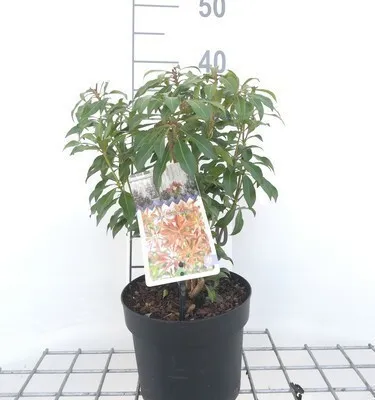 Immagine prodotto di Pieris jap. 'Mountain Fire' - Lavanda giapponese Heath 20- 30 cm - Contenitore