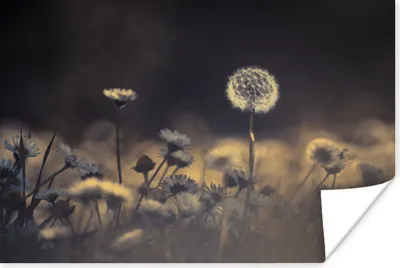 Produktbild von MuchoWow® Poster Nahaufnahme Löwenzahn in einem Blumenfeld 120x80 cm - Bilder