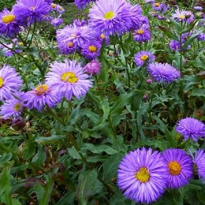 Produktbild von 6 x Feinstrahl Azurfee - Erigeron 'Azurfee'  | Topf 9cm x 9cm