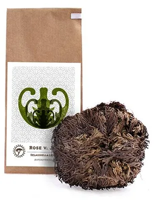 Produktbild von YAKEBA Rose von Jericho in der Papiertüte, Größe Mittel – Selaginella lepidophylla, Auferstehungspflanze, handverlesen, ideal für Terrarium & Deko