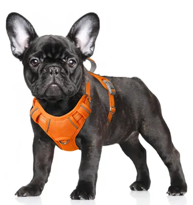 Produktbild von BARKBAY Hundegeschirr, kein Ziehen, groß, reflektierend, mit Frontclip und einfa