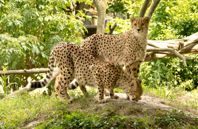 Produktbild von hansepuzzle 76554 - Geparden Puzzle, 500 Teile, Tierwelt, 46,0 x 30,0cm mit hochwertiger Aufbewahrung, Kartonbox und wiederverschließbarem Beutel