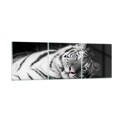 Produktbild von Bilder auf glas - 3 Teile - Weiß Tiger Schwarz und Weiß - 90x30cm - Glasbilder - Wandbilder - Bilder - zum Aufhängen bereit - Wanddekoration aus Glas - Glas Bilder - Wandbild auf Glas - GCA90x30-4247
