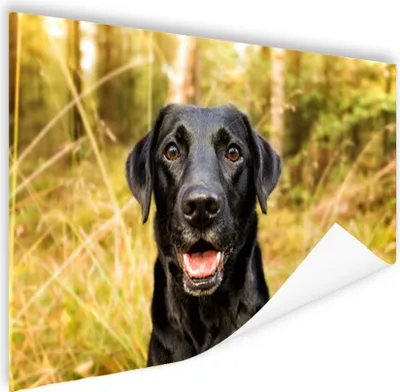 Produktbild von MuchoWow® Poster Glücklicher schwarzer Hund 120x80 cm - Bilder