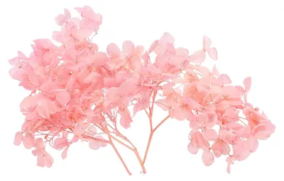 Getrocknete Hortensienblüte, 10 g, rosa, gepresst, für DIY-Basteln