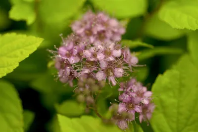 Produktbild von Spiraea japonica 'Goldflame', Japanische Spiere, goldgelb, 30–40 cm
