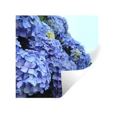 Produktbild von MuchoWow® Wandtattoo Wandsticker Wandaufkleber Hortensienblüten 80x80 cm Selbstklebend und Repositionierbar - Wierderverwendbar - Selbstklebend