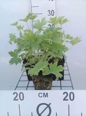 Obrázok produktu pre 6 x Delphinium (p) 'Blue Bird' - Rittersporn - Topf 9 x 9 cm
