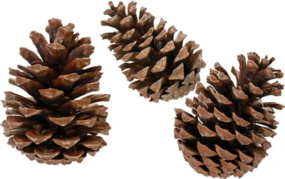 Produktbild von Tannenzapfen / Deko Naturzapfen 3er Set Natur / Braun