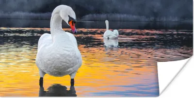 Produktbild von MuchoWow® Poster Schwan - Vogel - Sonnenuntergang - Wasser 40x20 cm - Poster für die Wand - Poster Schlafzimmer