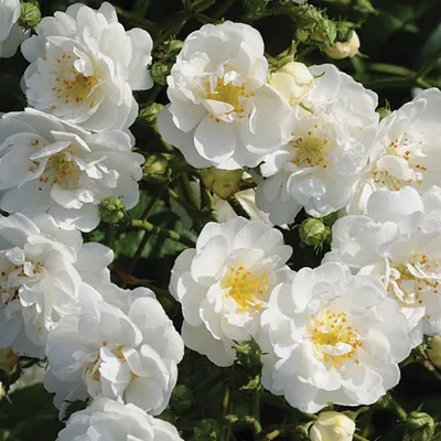 Produktbild von Rosa  - Kletternde Rose - Rosa 'Guirlande D'Amour'