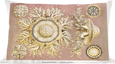 Produktbild von MuchoWow® Zierkissen Sofakissen Wohnzimmer Dekokissen 60x40 cm Jahrgang - Ernst Haeckel - Qualle - Kunst - Kopfkissen - Polster mit Foto