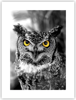 Produktbild von Poster - Poster ohne Rahmen - Eule Vogel Natur - 30x40 cm - Wand Bild - Wanddeko - Wandbilder - Kunstposter - Wandposter - Bilder - Kunstdruck - Wanddekoration - Wandbild - P2XPA30x40-1318