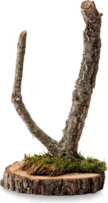 Produktbild von BioBranch Korkeiche Baum 40cm - Terrarium Deko