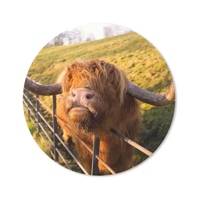 Produktbild von MuchoWow® Mauspad Mousepad Scottish Highlander - Zaun - Gras 20x20 cm - Mousepads - Maus Mat - Pad - Mausunterlage - Schreibtischmatte