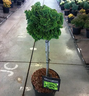 Produktbild von Hinoki-Scheinzypresse 'NANA GRACILIS' auf Stamm 50 cm, Cont. 7,5 l