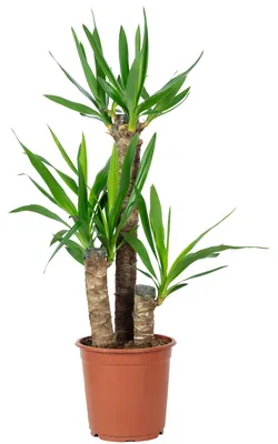 Produktbild von Palmlilie 3-stämmig - pflegeleichte Zimmerpflanze, Yucca Elephantipes Palme 60/30/20 - Höhe ca. 95 cm, Topf-Ø 21 cm