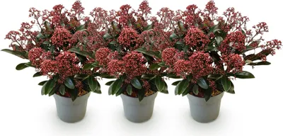 Produktbild von GreenboutiQ - Terrassenpflanze - Skimmia japonica Rubella - Boem Rot - 15+ Blüten - 3 Pflanzen - Winterhart - Topf 15cm Höhe 30cm