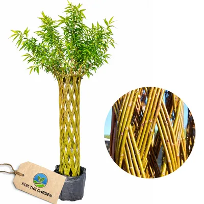 Produktbild von FOR THE GARDEN 180 cm Geflochtener Weidenbaum Pflegeleicht Handgefertigt Dekoration Garten Terrasse Balkon Lebende Pflanze Im Topf