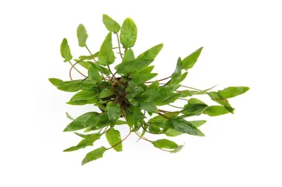 Produktbild von Cryptocoryne wendtii Grün Wasserpflanze