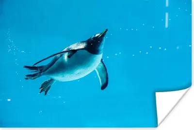 Produktbild von MuchoWow® Poster Ein schwimmender Pinguin 120x80 cm - Bilder