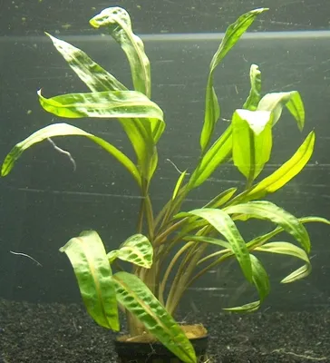 Produktbild von 1 Mutterpflanze Cryptocoryne 20-25 cm, Aquarium