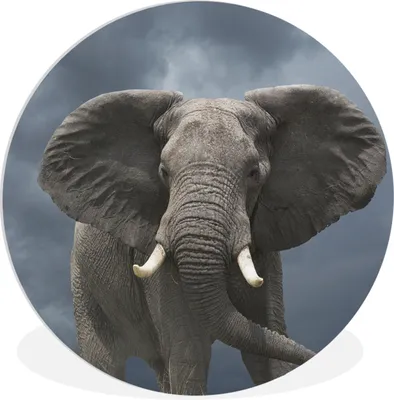 Produktbild von MuchoWow® Rundes Wandbild - Runde Bilder Elefant - Wolken - Tiere - Natur Ø 60 cm Kreis Wanddekoration Kunststoff - Wandkreis - Wandschmuck - Wand Kreis - Das Schlafzimmer - Die Bilder - Wandmalerei - Kunst für das Haus - das Plastik