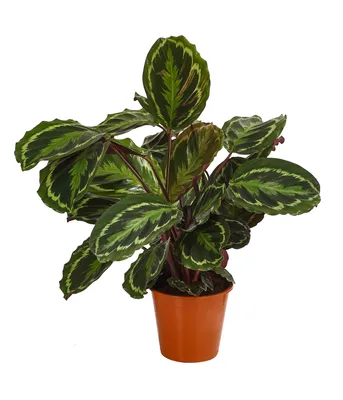 Produktbild von Dehner Korbmarante Medaillon, Calathea roseoptica, luftreinigend, ca. 40-45 cm, Ø Topf 19 cm, Zimmerpflanze