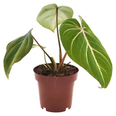 Image de Philodendron Selloum Atom - 25cm - Ø12cm - Plante d'intérieur - Vert persistant