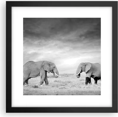 Produktbild von Gerahmtes Poster - Schwarzer Rahmen - Elefanten Schwarzweiß Safari - 30x30 cm - Wand Bild - Wanddeko - Wandbilder - Wandposter - Bilderrahmen - Bilder - Kunstdruck - Wandbild - P2BAC30x30-4186