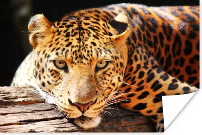 Produktbild von MuchoWow® Poster Panther - Baum - Natur 90x60 cm - Schlafzimmer