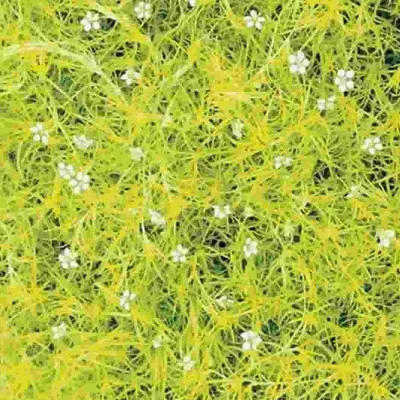 Image de 6 x Mastweed à feuilles jaunes Aurea - Sagina subulata 'Aurea' | pot 9cm x 9cm