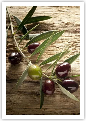 Produktbild von Poster - Poster ohne Rahmen - Oliv italien aroma diät - 70x100 cm - Wand Bild - Wanddeko - Wandbilder - Kunstposter - Wandposter - Bilder - Kunstdruck - Wanddekoration - Wandbild - P2XPA70x100-2420