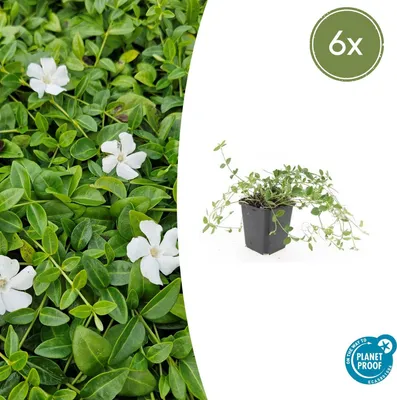 Obrázok produktu pre Pôdopokryvná rastlina – Vinca minor 'Gertrude Jekyll' – 9 cm kvetináč – Sada 6 rastlín
