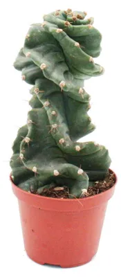 Produktbild von Cereus jamacaru "Spiralis"  - Spiralkaktus - im 11cm Topf