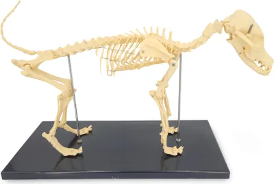 Produktbild von Kleines Hundeskelett Anatomie Modell Länge ca 60cm Ganzkörper auf Stativ