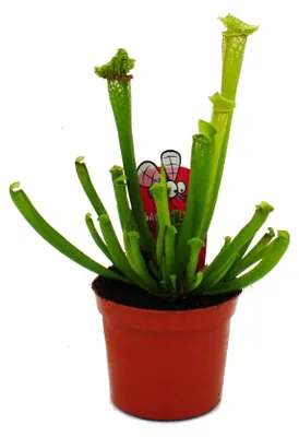 Immagine prodotto di Pianta tubolare - Sarracenia leucophylla - Pianta carnivora - Vaso da 9 cm