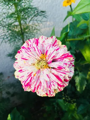 Image de 100 graines de zinnias « Peppermint Stick » – Fleurs multicolores pour balcons et parterres