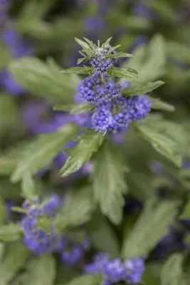 Produktbild von Caryopteris clandonensis 'Blue Balloon', Bartblume, blau, 40–60 cm