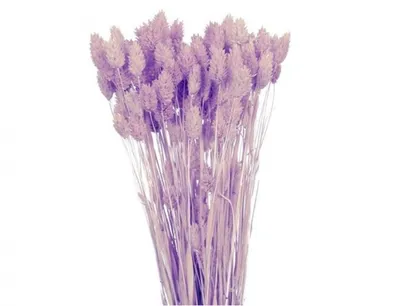 Immagine prodotto di Nohel Decorazione del giardino sostanza secca PHALARIS-CHRASTICE 40g