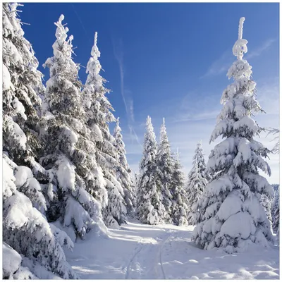 Produktbild von Wallario Möbeldesign / Aufkleber, geeignet für Ikea Lack Tisch - Wanderweg im Schnee in 55 x 55 cm