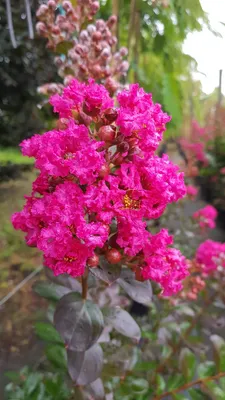 Image de Lagerstroemia indica FUCHSIA D'ÉTÉ® 'Indyfus' / Lilas des Indes FUCHSIA D'ÉTÉ® 'Indyfus'