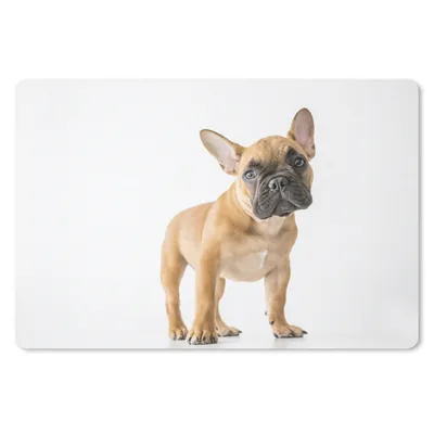 Produktbild von MuchoWow® Schreibtischunterlage Französische Bulldogge - Braun - Weiß 60x40 cm - XXL Mauspad - Großes Mauspad