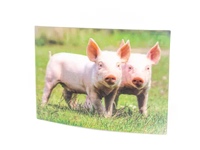 Produktbild von 3 D Ansichtskarte Ferkel, Postkarte Wackelkarte Hologrammkarte Tiere Tier Schwein Schweinchen