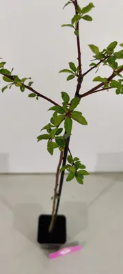 Produktbild von Set mit 2 Kirschpflaumen – Prunus Cerasifera Myrobalaan – Höhe 60 cm – 9 cm Topf