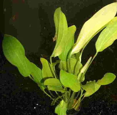 Produktbild von 5 Töpfe Echinodorus uruguayensis, Schwertpflanze